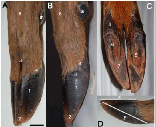 Figura 1- Vista dorsal (A), lateral (B, D) e plantar (C) da extremidade do membro pélvico direito do Mazama  gouazoubira