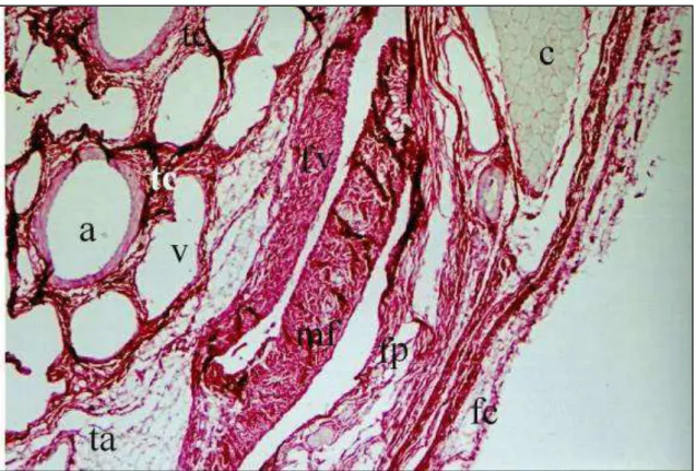 Figura  2.  Fotomicrografia  da  região  distal  do  funículo  espermático  de  caprino  pertencente  ao  grupo  II
