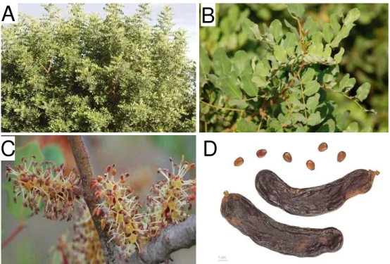 Figura 3 - Árvore (A); folhagem (B); flor (C); sementes e vargem (D) da planta locusta bean
