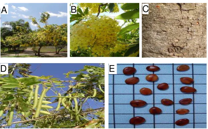 Figura 4 - Árvore (a); flor (b); caule (c); fruto (d) e semente (e) da planta Cassia fistula