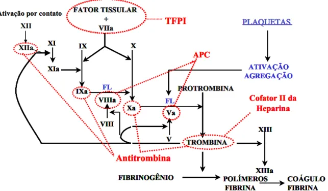 Figura 3 - Sistema de coagulação e alguns de seus inibidores (em vermelho). A fase de iniciação da coagulação ocorre após uma injúria vascular e exposição do fator tissular  ao sangue