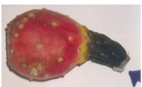 Figura 3. Aspectos externos do fruto em fase de  deterioração. 