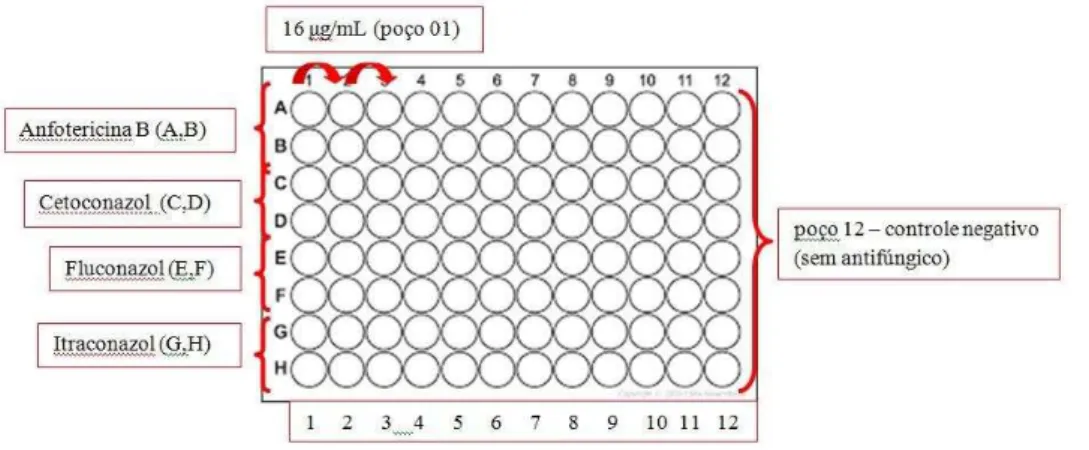 Figura 01 - Realização do teste de sensibilidade a antifúngicos por microdiluição em placas de 96  poços