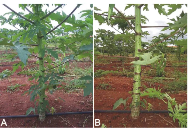 Figura 08: Desbrota iniciada aos 70 DAT. (A) Antes, planta com alta incidência de brotos laterais; (B)  Depois, planta livre dos brotos indesejáveis