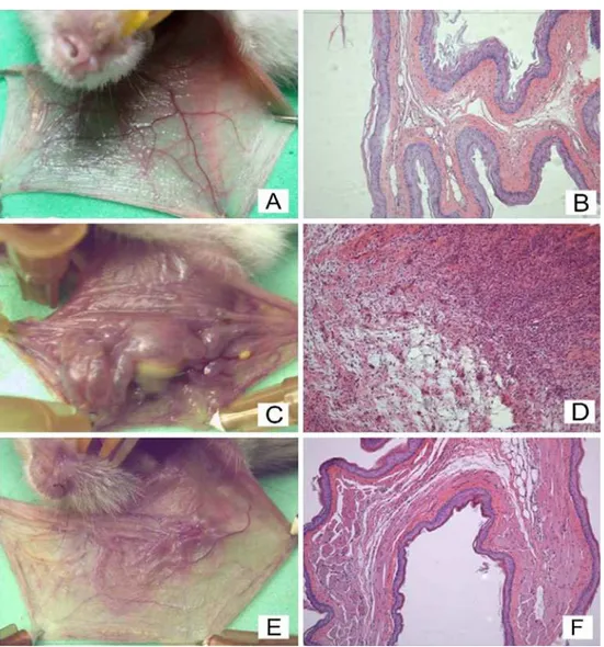 Table 1 Macroscopic and microscopic analysis of hamster cheek pouch of animals submitted to experimental oral mucositis and treated laticifer proteins isolated from latex of C
