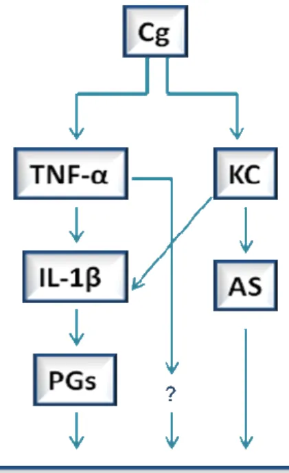 Figura  2:  Diagrama  mostra  a  sequência  de  liberação  de  mediadores  inflamatórios iniciados pela carragenina, intermediada por citocinas e indução  final de prostanóides (PGs) e aminas simpáticas (AS) em camundongos