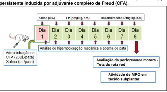 Figura  3:  Protocolo  experimental  para  avaliação  do  efeito  da  fração  proteica  isolada  do  látex  de  Calotropis  procera  (LP)  em  modelo  de  hipernocicepção  persistente induzida por adjuvante completo de Freud (CFA)