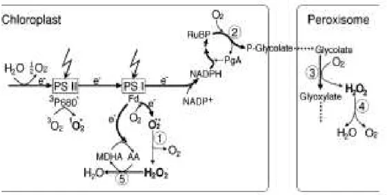 Figura 2. As principais alterações nas cadeias de transporte de elétrons sob condições de estresse salino  que  levam  à  produção  de  EROs  em  cloroplastos  e  peroxissomos