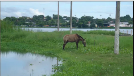 Figura  8:  o  cavalo  Jorge  nas  margens  da  lagoa  da  Parangaba.  Foto:  Helio  Monteiro, março/2008