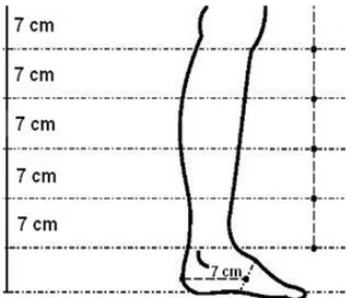Figura 1. Esquematização dos pontos medidos na avaliação da  circunferência do membro inferior, através da perimetria