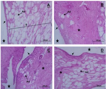 Figura 1. Fotomicrografias da cartilagem articular do joelho  de ratos Wistar controle (A), G1 (B), G2 (C) e G3 (D); corte  sagital, coloração em hematoxilina e eosina