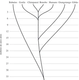 Figura 6 – Árvore evolucionista dos antropoides