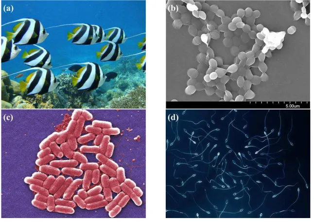 Figure 1.2: Examples of active matter systems which form agglomerate and present collec- collec-tive behaviour: (a) fishes; (b) bacterial colony; (c) Escherichia coli and (d) Spermatozoa.