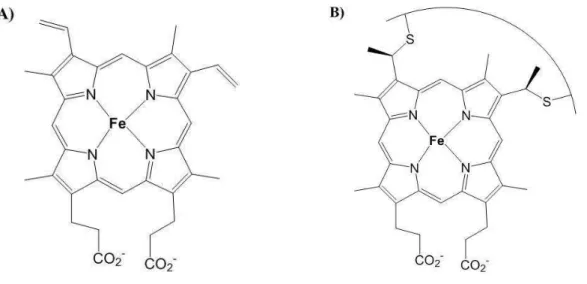 FIGURA  1  –   Fórmulas  estruturais  de  diferentes  tipos  de  grupo  heme.  A)  Heme-b  (complexo ferro-protoporfirina IX); B) Heme-c (cadeia protéica representada por linha  curva ligando átomos de enxofre)