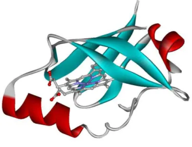 FIGURA  2  –   Representação  esquemática  da  estrutura  de  raio-X  do  domínio  PAS  contendo  o  grupo  heme  na  FixL  de  Bradyrhizobium  japonicum  no  estado  ferroso  pentacoordenado, PDB 2vv7 (hélices- α estão representadas em vermelho, folhas - 