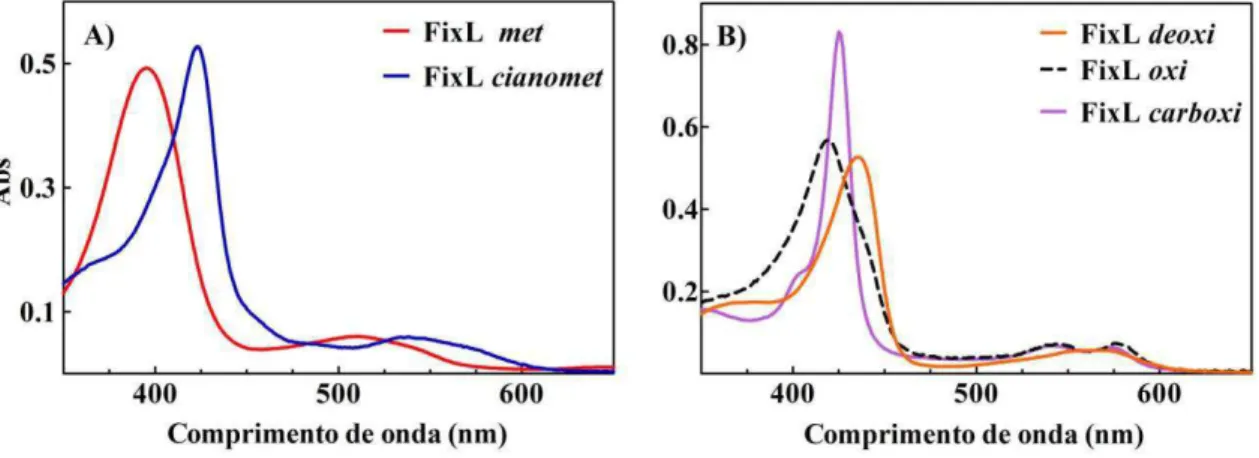 FIGURA 7  –  Espectros de UV-Vis na faixa de comprimento de onda de 350 a 650 nm  das diferentes formas da FixL