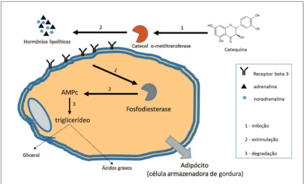 Figura 3. A catequina inibe a COMT catecol-o-metiltransferase, enzima responsável por  degradar  a  noradrenalina  na  fenda  sináptica,  o  que  prolongaria  seu  efeito