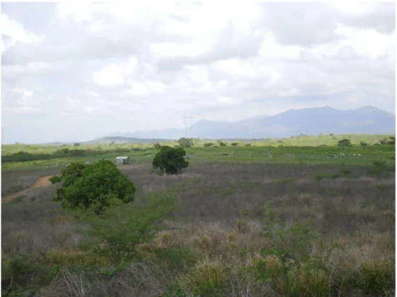 Figura 2 - Área de pastagem do setor de experimentação de caprinos leiteiros na Fazenda Três  Lagoas, da Embrapa Caprinos e Ovinos em Sobral -CE