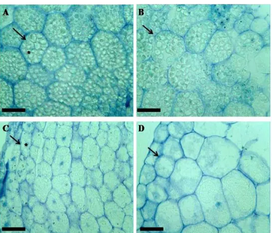 Figura 2 – Seções transversais da semente de mandacaru (Cereus jamacaru D.C.), em  diferentes  períodos  de  germinação,  coradas  com  Azul  de  Toluidina  (AT)  a  pH  4,0