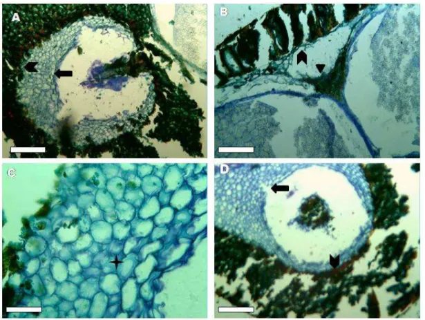 Figura  1  –  Cortes  transversais  de  sementes  de  mandacaru  com  4  DAE,  coradas  com  azul de toluidina a pH 4,0