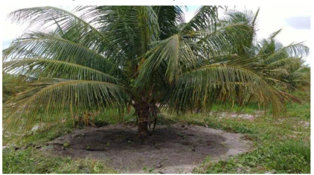 Figura 3 - Plantas de coqueiro anão utilizadas no experimento. Camocim, Ceará, 2016-2017 