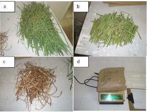 Figura 7- Componentes da biomassa de forragem. a) Lâmina foliar verde, b) haste verde, c)  material morto e d) pesagem de material vegetal 