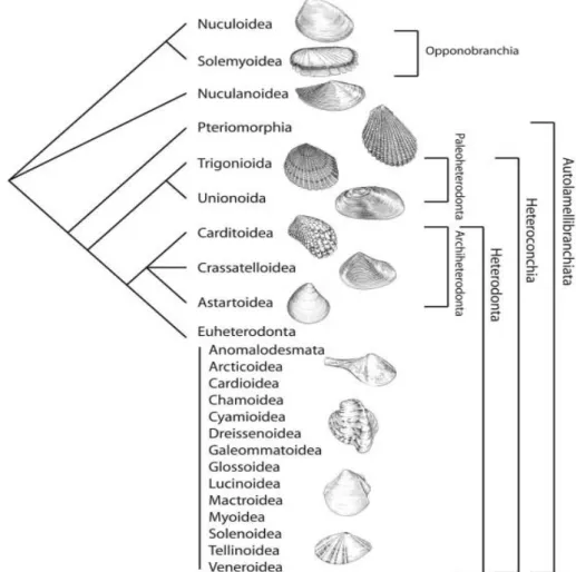 Figura  1  –  Hipótese  atualmente  aceita  da  relação  entre  os  táxons  de  Bivalvia  (Mollusca)