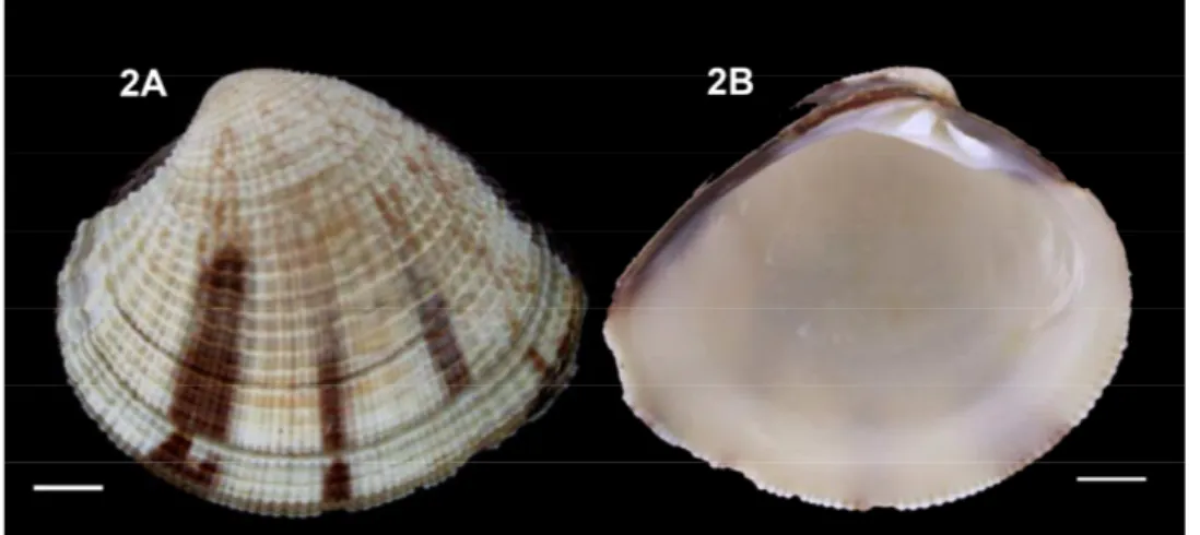 Figura  2  –  Concha  de  Chione  cancellata  (Veneridae)  mostrando  a  ornamentação  externa  (2A)  e  características interna (2B)