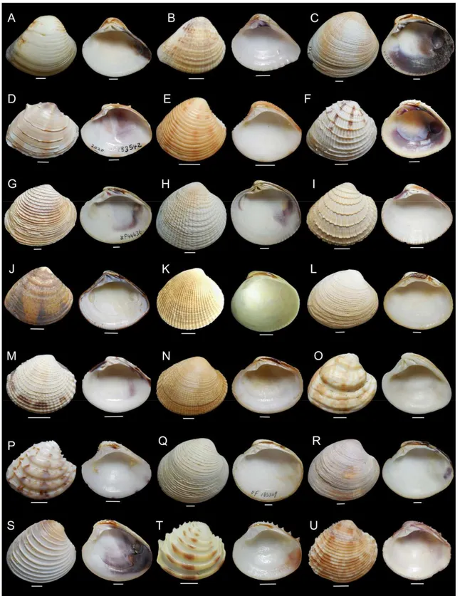Figura 6 – Visão externa e interna da valva esquerda de espécies analisadas nesse estudo de Chioninae e  gêneros  relacionados  a  subfamília
