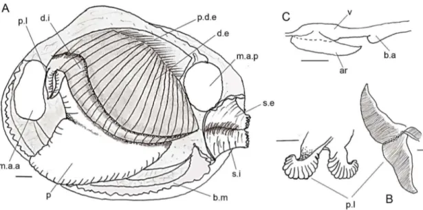 Figura 7 – Características gerais da anatomia de Chioninae e espécies relacionadas. A – visão geral; B –  exemplos  de  tipos  de  palpos  labiais;  C  –  características  do  coração  e  bulbo  aórtico