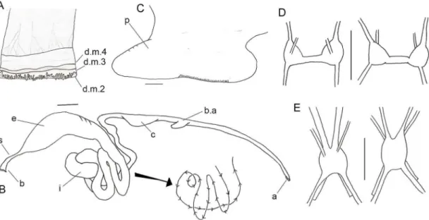Figura 9 – Anatomia de Anomalodiscus squamosus. A- manto; B- sistema digestório; C- pé; D- gânglio  cerebral  (vista  interna  e  externa,  respectivamente)  e  E-  gânglio  visceral  (vista  interna  e  externa,  respectivamente)