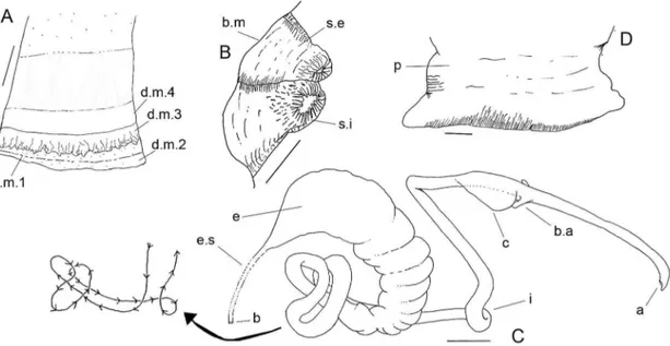 Figura 10 –  Anatomia de Chamelea gallina. A- manto; B- sifões; C- sistema digestório; D- pé
