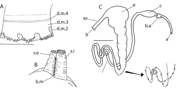 Figura 13 – Anatomia de Leukoma pectorina. A- manto; B- sifões; C- sistema digestório
