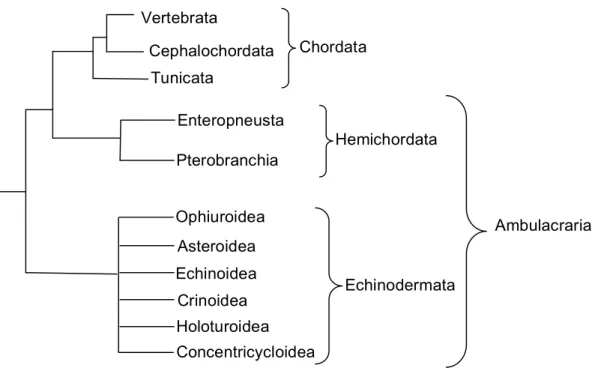 Figura 1 - Árvore filogenética dos Deuterostomata segundo TUBERVILLE et al. 