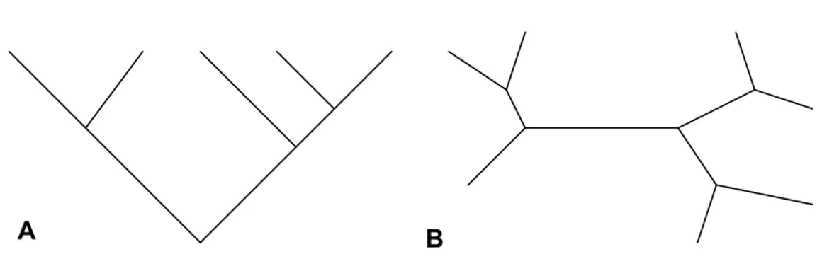 Figura 9- Representação de uma árvore enraizada (A) e não enraizada (B). 