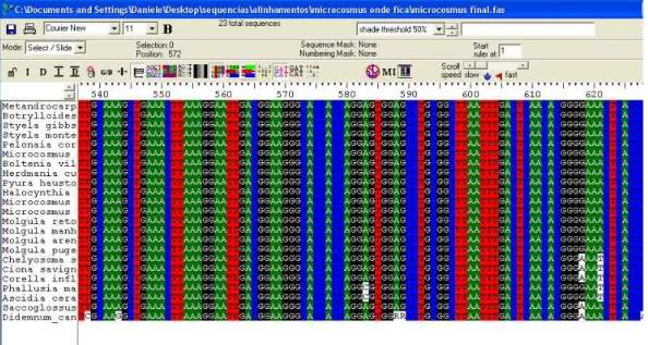 Figura  11-  Edição  do  alinhamento  múltiplo  realizado  para  as  seqüências  de  Tunicata  por meio do programa BioEdit