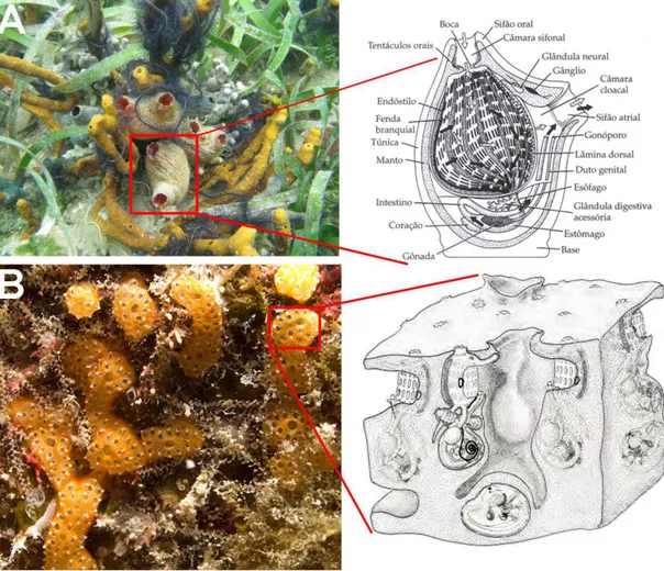 Figura  1  –  Aspecto  externo  das  ascídias;  A)  Ascídia  solitária Herdmania pallida;  B)  ascídia  colonial  Didemnum  sordidum