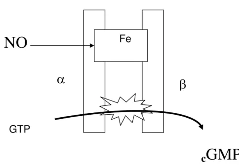 Figura 34: Desenho esquemático da guanilato ciclase solúvel com seu  sítio (heme) de ligação   com o NO  (modificado de Brion 2002)
