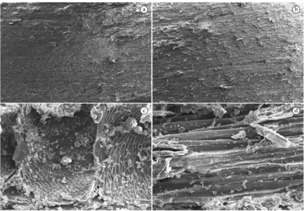 Figura 2.  Imagens obtidas por MEV da superfície da madeira de marupá sem tratamento químico (a) e tratadas com  CCA (b) (aumento de 20x), apresentando o rompimento de elementos de vasos (c) e fibras (d) (aumento de 500x).