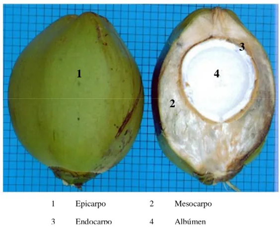 Figura 2: Partes que compõem o coco. 