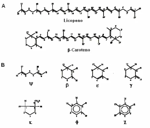 Figura 1. Estrutura e sistema de numeração dos carotenóides (BRITTON,  1995). A - Carotenóide acíclico (licopeno) e carotenóide dicíclico      ( β -caroteno); e B - Sete grupos terminais de diferentes carotenóides  naturais