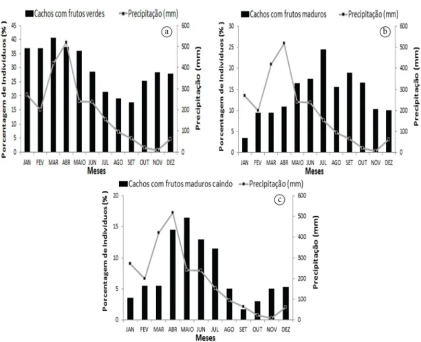 Figura 2.  Percentagem de indivíduos de Attalea maripa (inajá) com cachos com frutos verdes (2a), cachos com  frutos maduros (2b) e cachos com frutos maduros caindo (2c) no período de agosto de 2009 a dezembro de 2011,  em Bonito, PA.