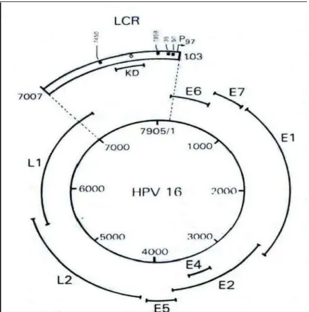 Figura 1: Mapa genômico do HPV 16. O genoma do HPV  16 é esquematicamente representado com a região precoce (E)  e  a  região  tardia  (L)