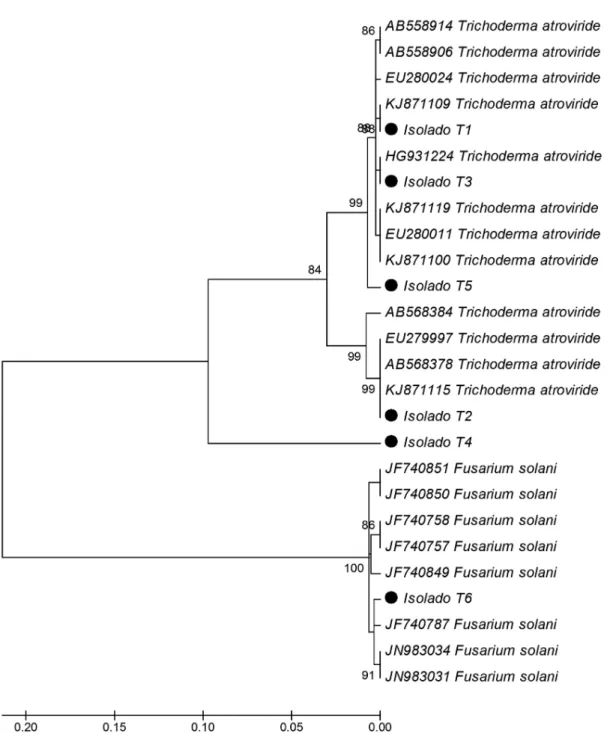Figure 1.  Phylogenetic dendrogram built to T 1 , T 2 , T 3 , T 4 , T 5  e T 6 , isolated from Pinus spp