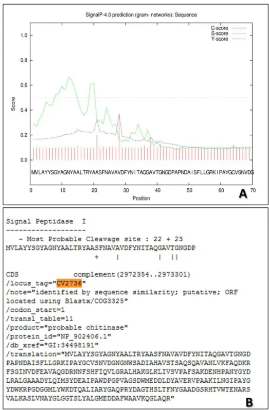 Figura 6  –  Análise com o software SignalP 4.0 (http://www.cbs.dtu.dk/services/SignalP-4.0/) (A) e  com  o  banco  de  dados  Exprot     (http://www.laurentian.ca/NR/rdonlyres/878B67F6-AD4B-41D1-9DB7-C7B8D41BF85D/0/Cviolaceum.txt  (B)  para  CV2736,  most