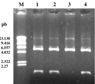 Figura 6 - Eletroforese em gel de agarose 0,8% de amostras de DNA plasmidial digeridas com  Avr II e  Xho I