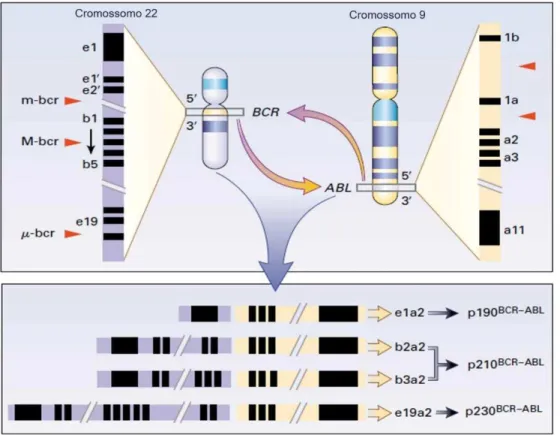 Figura 1 – Translocação recíproca entre os cromossomos 9, 22 na leucemia mieloide crônica