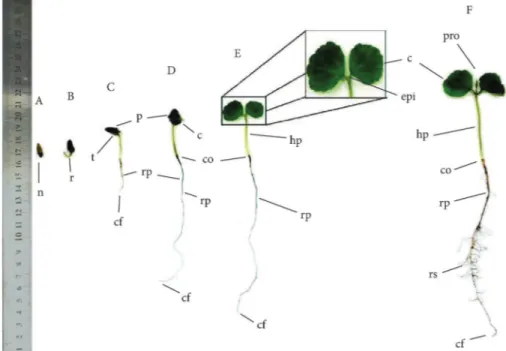 Figura 1.  Estágios sucessivos de desenvolvimento inicial de Cordia trichotoma; A – núcula; B – emissão da radícula; 