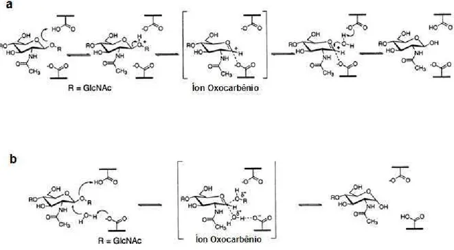 Figura  1.  Mecanismo  catalítico  das  quitinases.  (a)  mecanismo  de  hidrólise  assistida  pelo  substrato  proposto  para  família  18  das  glicosilhidrolases