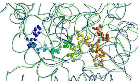 Figura 4 – Sobreposição de estruturas gerada no formato ribbon e visualizada pelo programa Pymol, evidenciando a seqüência de aminoácidos, ([LIVMFY]-[DN]-G-[LIVMF]-[DN]-[LIMVF]-[DN]-X-E) que é compartilhada entre os sítios ativos das quitinases pertencente